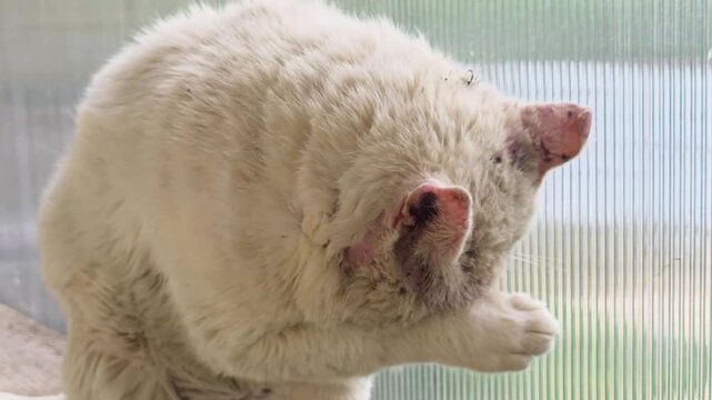 White cat showing a severe skin infection, grooming itself by licking its paw in a domestic setting, highlighting themes of health issues and animal welfare