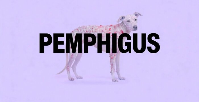 A skinny dog stands in front of a word PEMPHIGUS with a pastel background.