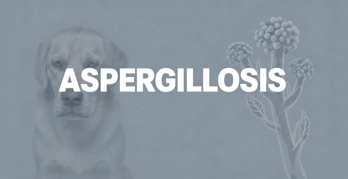 Aspergillosis medical text over a subdued image of a dog and fungal spores highlights the potential health risks associated with this infection in canines.