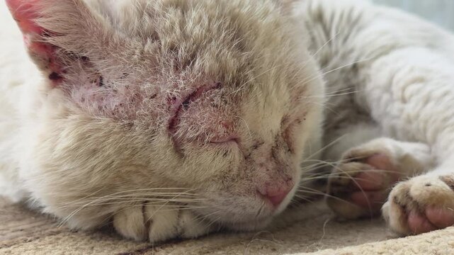 White cat experiencing a challenging life, sleeping peacefully outdoors despite visible injuries and suffering, symbolizing resilience, vulnerability, and the harsh realities of animal welfare
