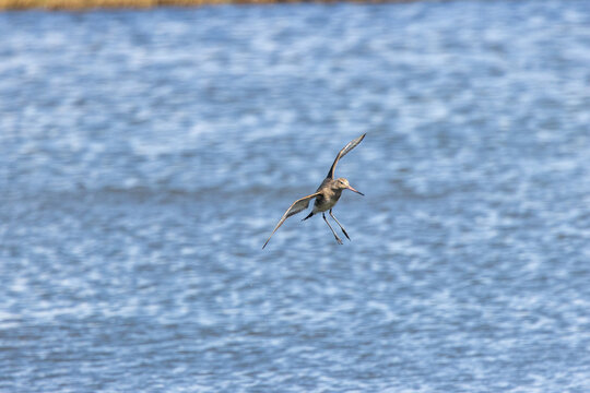 Black-tailed Godwit Landing