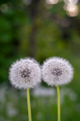 Obraz premium Two dandelion seed heads against a soft green background in natural evening light.