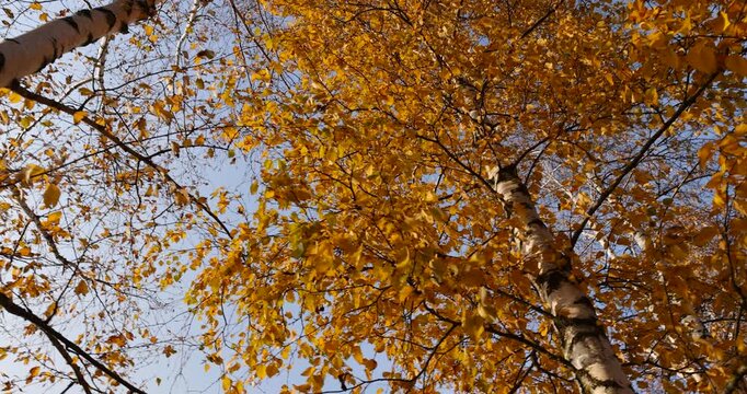 beautiful autumn birch foliage against a blue sky background in sunny weather, bright sky and bright beautiful orange or yellow birch foliage during autumn leaf fall
