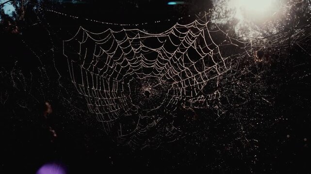 Spiderweb with shining dew drops in the morning sun