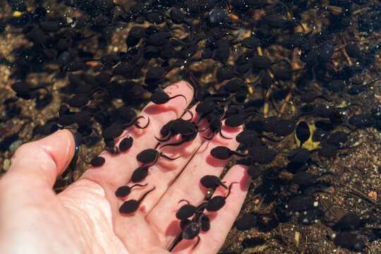 Hand holding numerous tadpoles in shallow pond water