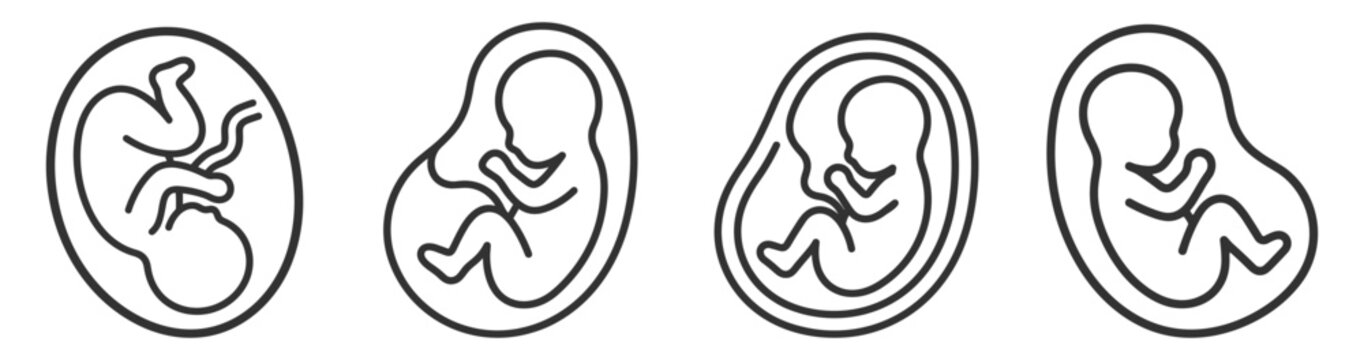set of four line art embryo icons medical illustration on transparent background
