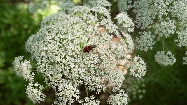 Close up of colorful bee beetle Trichodes apiarius feeding on white umbellifer flowers. Pollination, biodiversity, insect behavior, wildlife and ecology concept. 