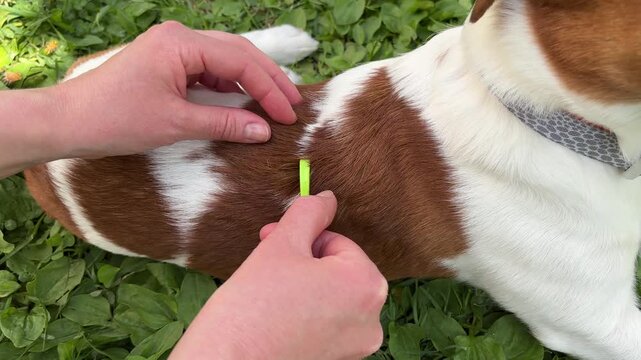 A demonstration of tick removal using a special tool on a Jack Russell Terrier dog lying on green grass outdoors. Perfect representation of pet health awareness and summer animal care