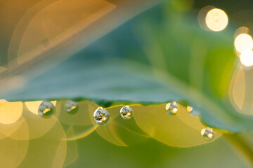 Water droplets are clinging to leaf edge and reflecting tiny inverted foliage, with warm bokeh © wavebreak3