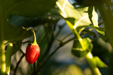 Single ripe red pepper hanging from curved green stem in garden, showing sunlit bokeh © wavebreak3