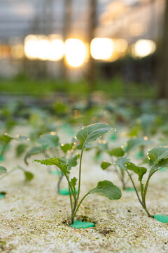 Single green seedling is emerging from green foam plug in hydroponic tray, dew glistening
