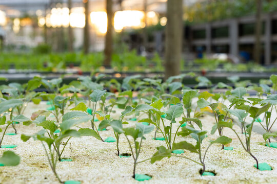 Leafy seedlings are growing in white perlite medium on greenhouse bench with green plastic collars