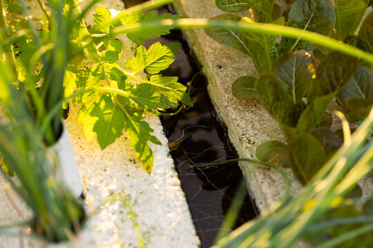 Tomato seedling is catching warm sun on foam blocks with water channel, web strands spanning gap