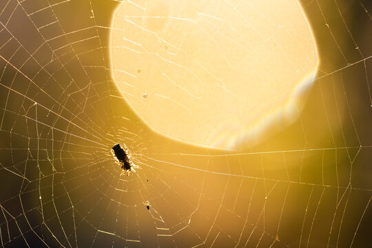 Orb spider web shimmering with radial and spiral threads, wrapped prey glowing against sun bokeh