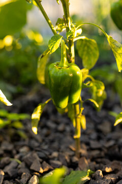 Green bell pepper is hanging from plant stem with leaves above dark gravel, glowing warmly