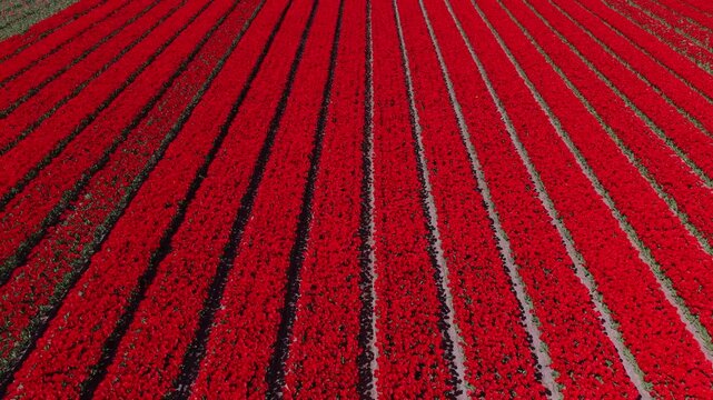 Aerial drone view of vibrant red tulip fields planted in precise parallel rows, creating a repeating geometric pattern stretching across the agricultural landscape in the Netherlands.