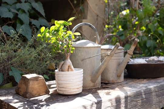 Small bonsai plant is sitting in white ribbed pot on garden bench, with watering cans nearby