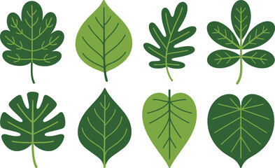 leaf icons set leaf shapes vector illustration for education © AIcon Star
