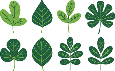 leaf silhouettes botanical leaf shapes vector clipart collection © AIcon Star