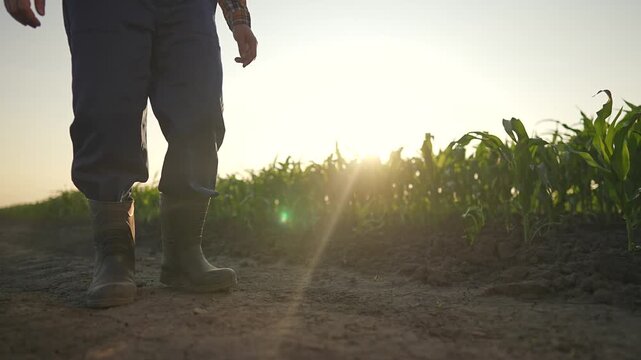 Farmworker walking boots dusty soil trail near green corn field. Sunlight illuminates hand boots. Walking farmworker presses boots into soil leaving marks. Corn grows along trail sunlight warms field.