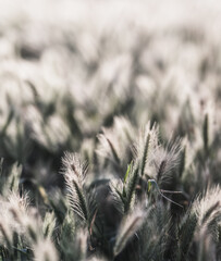 Obraz premium Foxtail Grass Seed Heads in Soft Focus