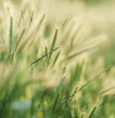 Obraz premium Soft Foxtail Grass in Green Meadow Light
