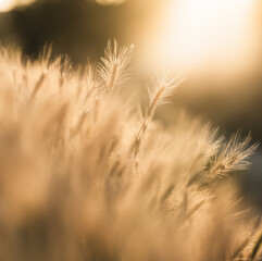 Obraz premium Backlit Foxtail Grass in Golden Sunset