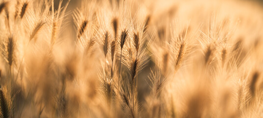 Obraz premium Golden Foxtail Grass Seed Heads at Sunset