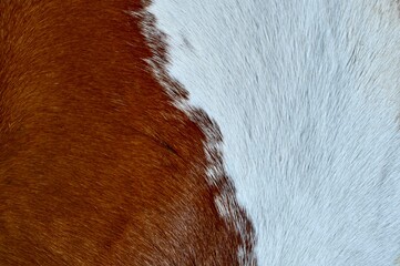  A beautiful horizontal close-up macro shot of animal fur texture, showcasing a clean contrast and diagonal division between vibrant ginger brown and pure white natural hair colors. © Drachenfutter