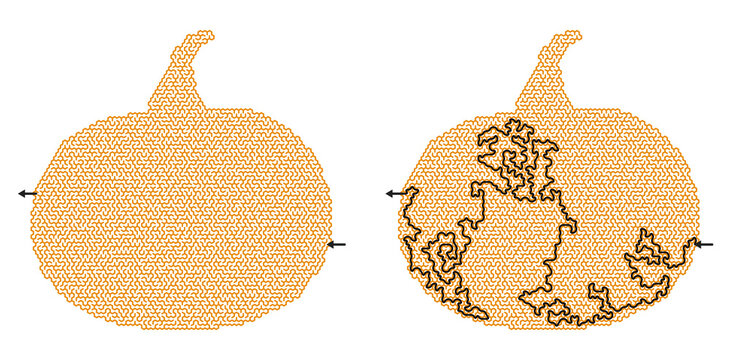 Maze challenge in pumpkin shape with solved path and answer key, Halloween autumn harvest labyrinth worksheet for children and adults on transparent background