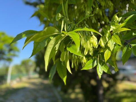 Close-up of a boxelder maple (Acer negundo) tree canopy with vibrant green leaves and samara fruits under a clear blue sky. Ash-leaved maple foliage asset for natural summer backgrounds.