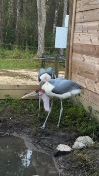 Pair of Marabou Storks Standing and Moving Near a Muddy Pond in a Wildlife Park