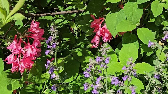 Bee gathering pollen from purple catmint blooms in a lush summer garden. video footage