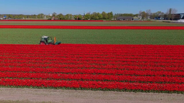 Aerial drone view of a green tractor driving through a vibrant red tulip field, cutting or topping the flower heads during harvest time in the Netherlands.