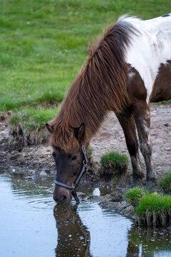 Skewbald pony grazing close-up showing shaggy brown and white coat