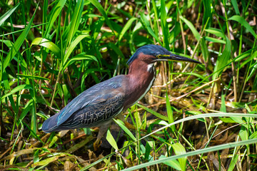 Fototapeta premium Close up view of a green heron in the everglades national park