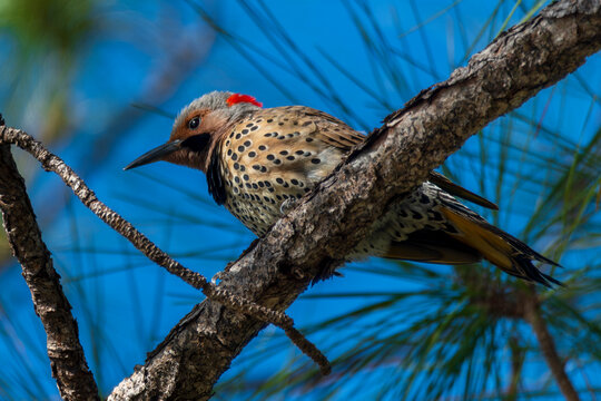 Portrait of a northern flicker in a pine tree
