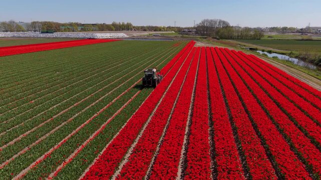 An aerial drone view of a green tractor driving between parallel rows of a vibrant red tulip field, topping the flower heads during the spring harvest season in the Netherlands under a clear blue sky.