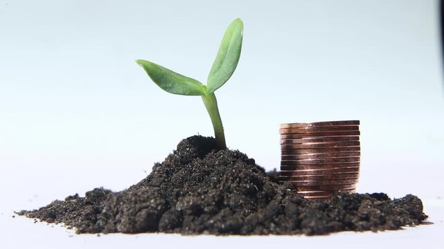 Green seedling with broad leaves grows from a dark soil mound beside a neat stacked column of copper coins, both remain stable while camera holds steady, concept of saving and growth