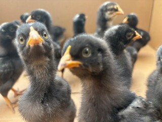 group of baby ducks © said