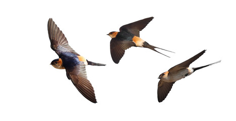 Obraz premium Set red-rumped swallow in flight, Cecropis daurica, isolated on white background, clipping path
