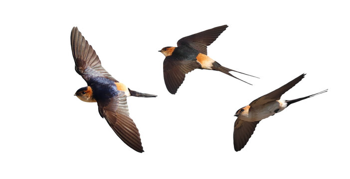 Set red-rumped swallow in flight, Cecropis daurica, isolated on white background, clipping path