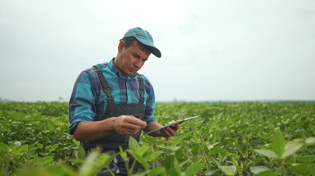 Farmer holding tablet, observing leaves, inspecting plants. Man in cap working with technology in agriculture. Field of crops, field of growth. Farmer checking plants. Farmer using tools and tech.