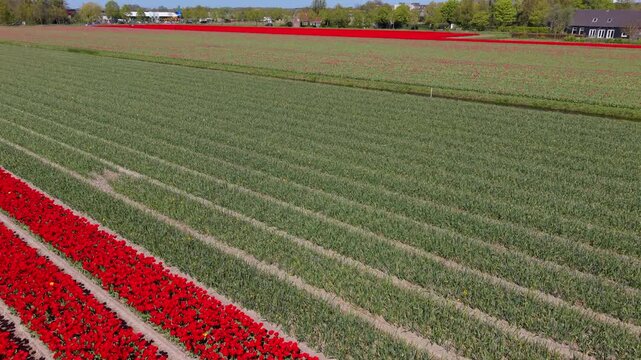 An aerial drone view capturing a diagonal strip of vibrant red tulip fields in parallel rows next to large harvested green areas stretching toward a rural settlement in the Netherlands.