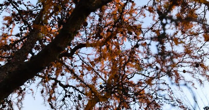Larch at sunset, branches of golden larch with small cones against the background of a bright evening sky with a natural texture of needles and soft warm light.