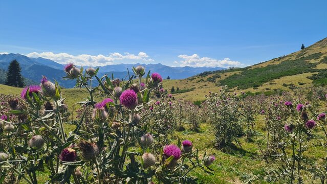 Magnifique paysage de champ de chardons pr&egrave;s du col de Pradel (Pyr&eacute;n&eacute;es ari&eacute;geoises)