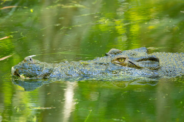 Fototapeta premium Saltwater crocodile. Queensland. Northern Australia.