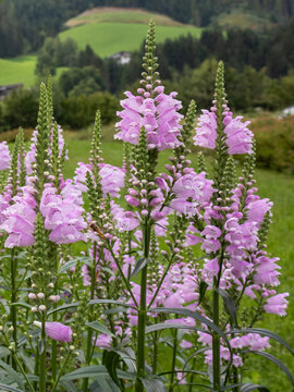 Flowering obedient plants (Physostegia virginiana) in rural mountain garden