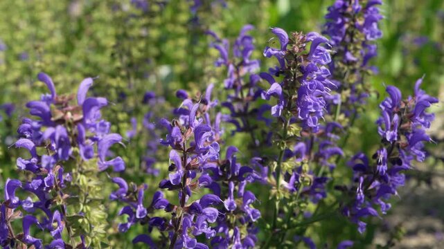 
Bright purple meadow sage flowers, Salvia pratensis, blooming in natural light. Floral background, wildflower meadow, pollinator friendly plant and botanical beauty .