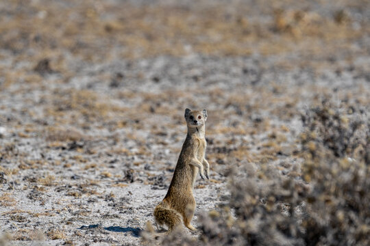 Mongoose in Etosha, Namibia